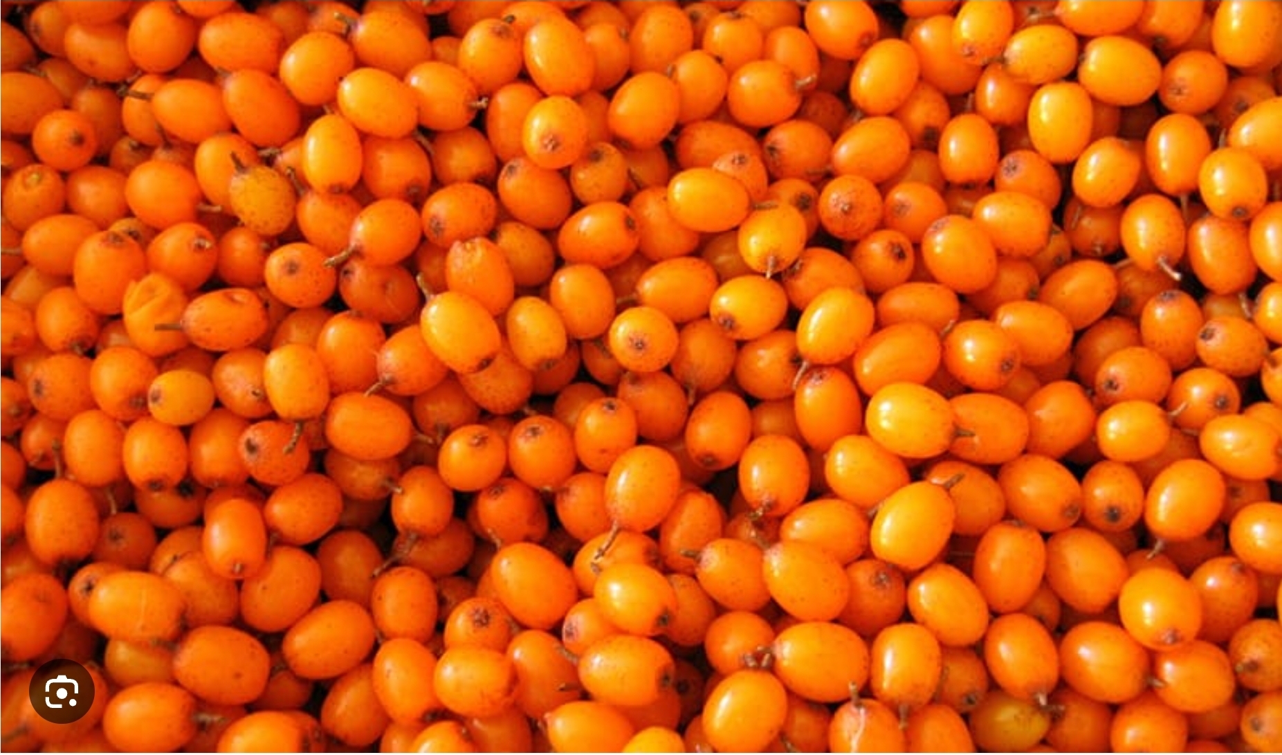 Облепиха 1кг.